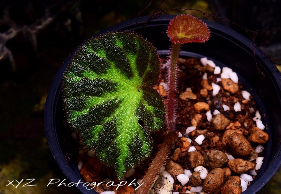 B. rugosula